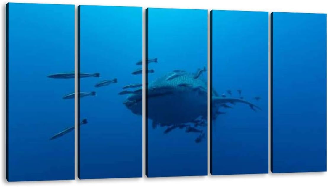 KiiAmy 5 Panels Art Wall Decor Whale Shark rhincodon typus The Largest Fish in The Animal Kingdom Artwork Modern Canvas Prints Office Bedroom Home Decor Framed Painting Ready to Hang (60''Wx32''H)
