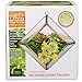 D'Eco Glass Mini Diamond Plant Terrarium (5x5x3.5) - Indoor Tabletop Copper Geometric Planter - Succulents, Air Plants, Moss - Home, Garden, Wedding & Office Decor- Gift Idea for Plant Lovers