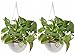 Garden Pots 2 Set, Petforu Hanging Flower Basket Empty Flowerpot Plant Hooks Hangers - White