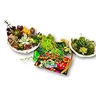 Fat Plants San Diego Twenty Five Small Succulent Cuttings