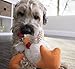 goDog Checkers Fat Rooster Squeaky Plush Dog Toy, Chew Guard Technology - White, Small