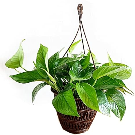 Amazon ポトス パーフェクトグリーン 吊り鉢 インテリア 本物 観葉植物 観葉植物 オンライン通販