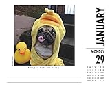 Image de Doug the Pug 2018 Box Calendar