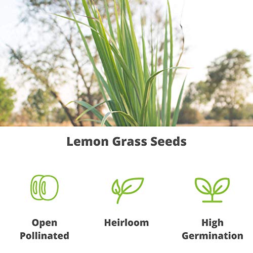 Lemon Grass Seeds for Planting Outdoor 250 Mg Packet NonGMO