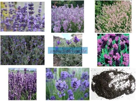 Amazon 種子パッケージ 1英語ラベンダー100種 8種類800ラベンダーseedsenglishラベンダーstoechasspike アートフレーム ポスター オンライン通販