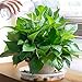 MUDEELA 6 Pack of 14 Inches Plant Saucers for Indoor, Durable Plastic Round Plant Tray Plant Dish Pant Plate to Catch Water for Flower and Plant Pot, Thicker, Stronger, Deeper, Clear