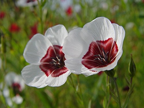 20 Graines Semence Fleur Lin A Grandes Fleurs Coloris