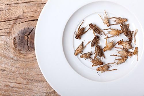 1000 Count Live Adult Feeder Crickets (Acheta domesticus)