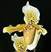 Paphiopedilum exul - lady slipper orchid - 100 seeds