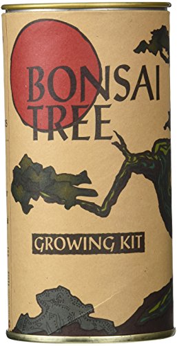 Bonsai Tree Growing Kit by Jonsteen Company