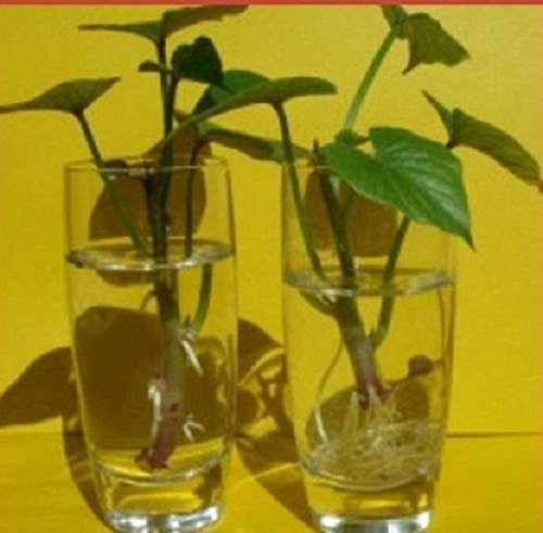 Pinkdose 3 Murasaki Purple Japanese Sweet Potato Slips - Bare-Root Plants for High Yield Container Gardening