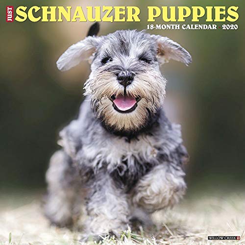 D0wnl0ad Just Schnauzer Puppies 2020 Wall Calendar (Dog Breed Calendar) PPT