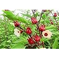 100 Florida Cranberry Seeds for Planting (Red Roselle) - Cây Bụp Giấm, HOA Atiso Đỏ - AKA. Hibiscus Sabdariffa, Red Sorrel, Jamaican Sorrel, Fleur de Jamaica, Gongura, Edible Leaves and Flowers
