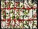 Robin Reed 8x10-Inch English Christmas Crackers – Holiday Holly