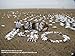 Sillosocks Snow Goose Feeder Decoy (12-Pack), White