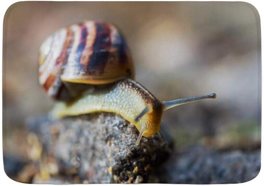 Amazon Com Wotaka Bath Mat Rug Beauty Closeup Snail Crawl On Wet Stone Animals Wildlife Beautiful Clam Garden Ground Plush Bathroom Decor Mats With Non Slip Backing 29 5 X 17 5 Kitchen Dining