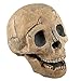 Myard Fireproof Imitated Human Fire Pit Skull Gas Log for NG, LP Wood Fireplace, Firepit, Campfire, Halloween Decor, BBQ (Qty 1, Brown)
