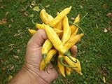 Aji Limon/Lemon Drop Pepper 10 Seeds By Pepper Gardeners