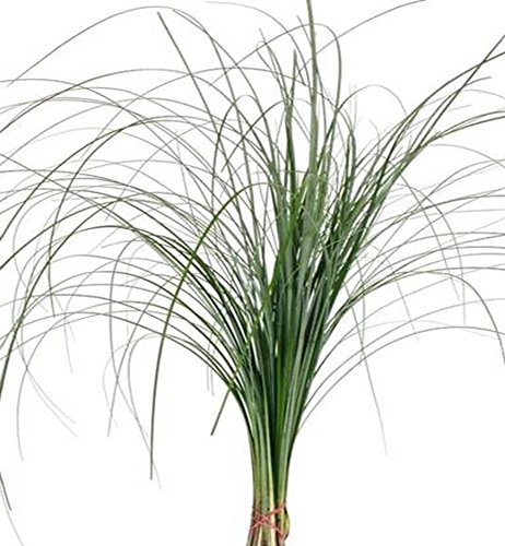 Fresh Cut Assorted Greenery - 120 Stems "20-24" long - Fillers to Make Floral Arrangements