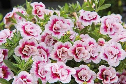 Cicitar Garden- 201pcs Rare Calibrachoa Carnival Mix Million Bells Mixed, Mini Petunia-Like Flowers Easy to Grow, Exotic Flower Seeds Hardy Perennial in Hanging Baskets