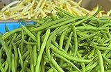 Bean Heirloom JADE BEAN Bush 200 SEEDS