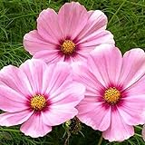 David's Garden Seeds Flower Cosmos Gloria SL3275