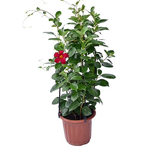 Leww 3 Set Garten Obelisk für Kletterpflanzen Kunststoff U-Hoop Rankgitter Garten Blumenstütze mit Regalhaken für… – Bild 8