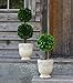 Preserved Boxwood Dble Ball Topiary W/ Footed Pot 21