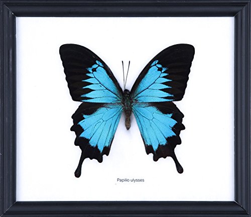NaturalHistoryDirect | The Blue Swallowtail Butterfly (Papilio ulysses) | Framed Exotic Butterfly Mounted Under Glass | Unique Wall Frame Art Display 8 x 7 inches