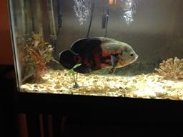 Amazon.com Seachem ParaGuard 250ml Aquarium Treatments 