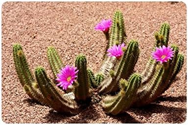 Desert Cactus Doormat Entrance Mat Floor Mat Rug Indoor/Outdoor/Front Door/Bathroom Mats Rubber Non Slip Size 23.6 x 15.7 inches