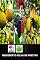 Livro O Quintal De Frutas