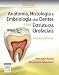 Anatomia, Histologia e Embriologia dos Dentes e das Estruturas Orofaciais - Mary^Fehrenbach, Margaret J. Bath-Balogh
