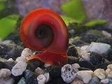 5+ Bright Red Ramshorn Snails (1/4 to 1 inch diameter)