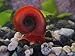 5+ Bright Red Ramshorn Snails (1/4 to 1 inch diameter)