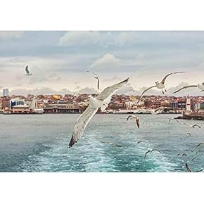 Seagull Istanbul, Bosporus, Turkey. Seagull Flying Over The Sea, Removable Wall Mural | Self-Adhesive Large Wallpaper - 66x96 inches