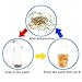 Water Beads Clear- 50000 Vase Filler Gel Beads for Flowers Center Table Decor, Kids Tactile Sensory Toys,Wedding Centerpieces and Home Decoration