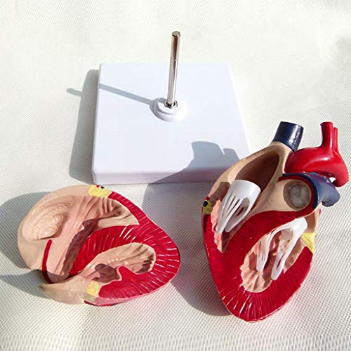image for LXX Dog Heart Anatomical Model Nature Size Canine Pet Organ Teaching I