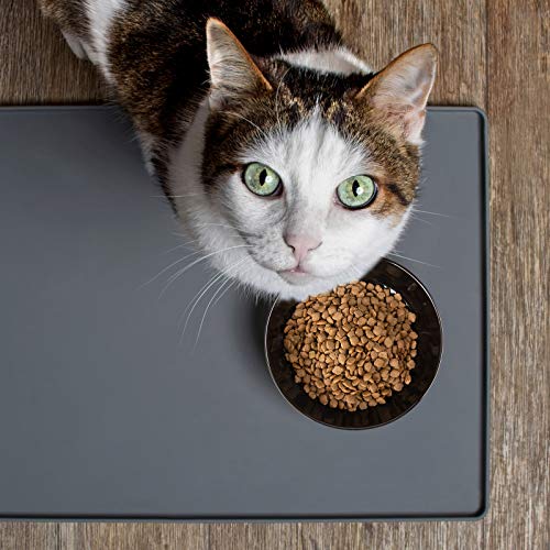 remove cat pee from carpet