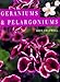 Geraniums and Pelargoniums
