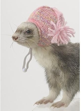 veterinarian cat specialist near me