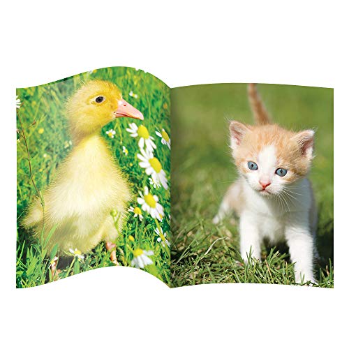 Junior Learning Fantail Books Lilac Non Fiction Educational Action Games