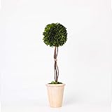 BOXWOOD VALLEY Real Preserved Yellow Evergreen
