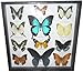 REAL 12 MIX BEAUTIFUL BUTTERFLY IN FRAME DISPLAY INSECT TAXIDERMY