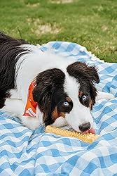 Nylabone Power Chew Dog Toy - Dog Toys for