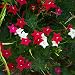 Outsidepride Cypress Vine Seed Mix - 100 Seeds primary