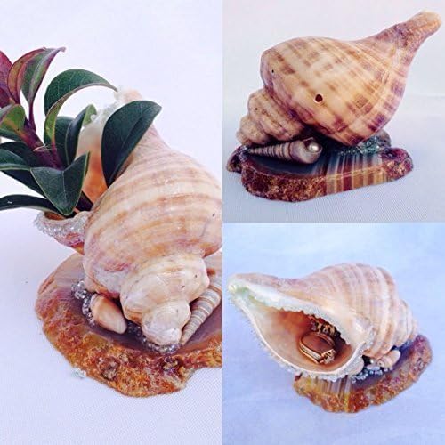 Cancellaria Shell ~ Agate Base ~ Miniature Planter or Ring Holder
