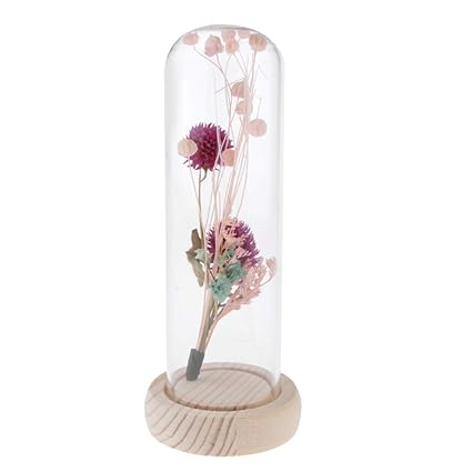 D Dolity Fleur Séchée Sous Cloche En Verre Socle Bois Base