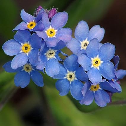 Non Ti Scordar Di Me Sementi Fiori Myosotis Alpestris