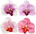 VAGA Set of 15pcs Artificial Flowers Hair Pins/Clips/Decorations with 6 Exotic Hawaii Plumerias and 9 Noble Orchids